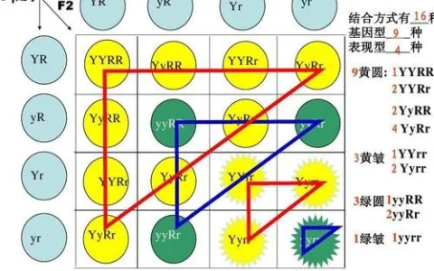 9:3:3:1的孟德尔基因自由组合定律