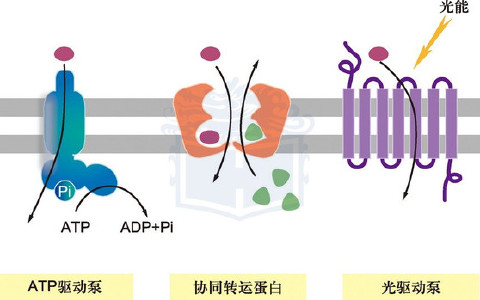 转运蛋白的结构与功能：跨越细胞膜的生命之门