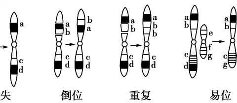 探究高中生物中的染色体变异现象——倒位、易位、重复与缺失