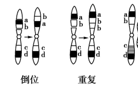 探究高中生物中的染色体变异现象——倒位、易位、重复与缺失